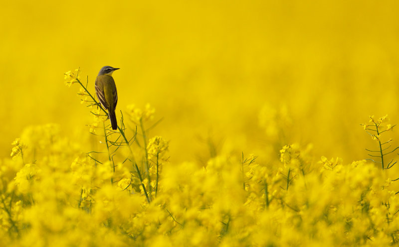 Gulrla - Yellow Wagtail (Motacilla flava flava)