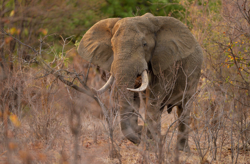 African Elephant