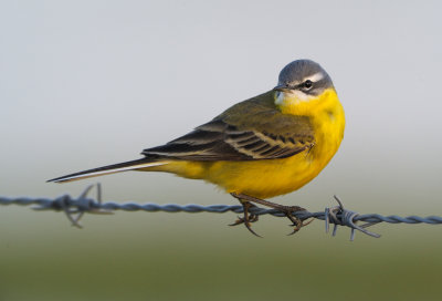 Gulrla - Yellow Wagtail (Motacilla flava flava)