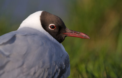 Black-headed Gull - Skrattms