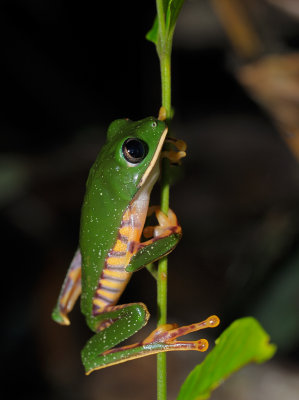 Phyllomedusinae (Tree frog)
