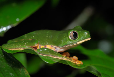 Phyllomedusinae (Tree frog)