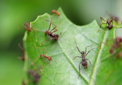 Leaf-cutting Ants