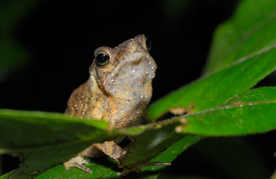 Frog (Cuyabeno)