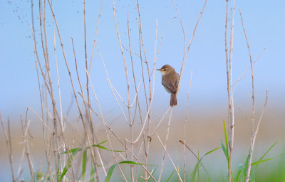 Stppsngare - Booted Warbler