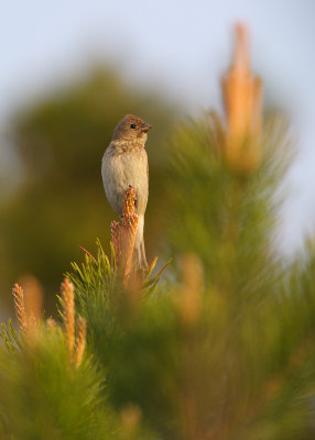 Rosenfink - Common Rosefinch