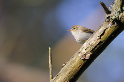 Lundsngare - Greenish Warbler