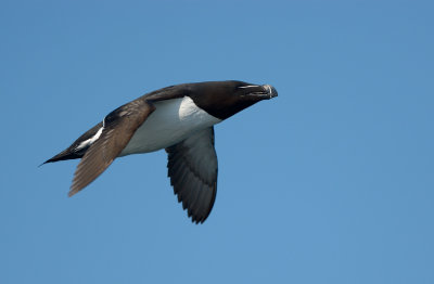 Tordmule - Razorbill