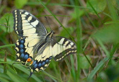 Riddarfjrilar (Papilionidae) och Vitfjrilar (Pieridae)
