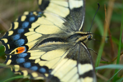 Riddarfjärilar (Papilionidae) och Vitfjärilar (Pieridae)