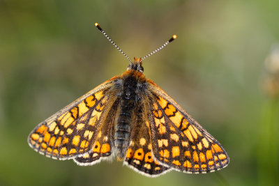 Väddnätfjäril (Euphydryas aurinia)