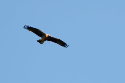 Booted Eagle - Dvärgörn