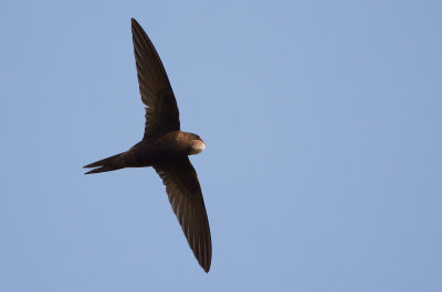 Common Swift - Tornseglare (Apus apus)