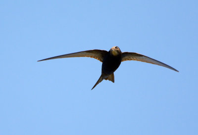 Common Swift - Tornseglare (Apus apus)