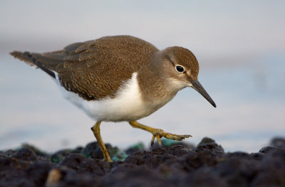 Drillsnppa - Common Sandpiper (Actitis hypoleucos)