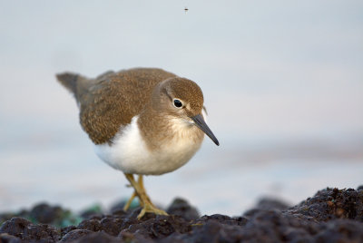 Drillsnppa - Common Sandpiper (Actitis hypoleucos)