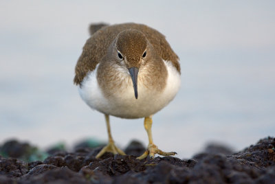 Drillsnppa - Common Sandpiper (Actitis hypoleucos)