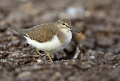 Drillsnppa - Common Sandpiper (Actitis hypoleucos)