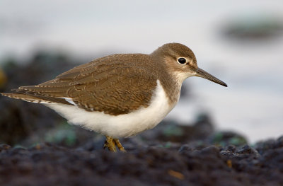 Drillsnppa - Common Sandpiper (Actitis hypoleucos)