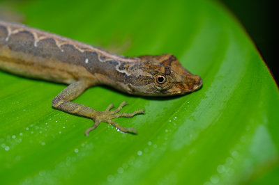Lizard (Cuyabeno)