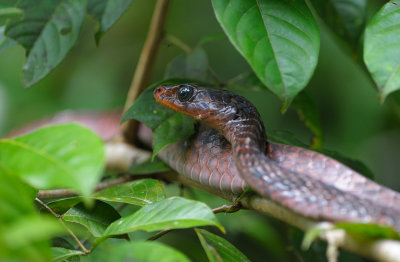 Snake (Cuyabeno)