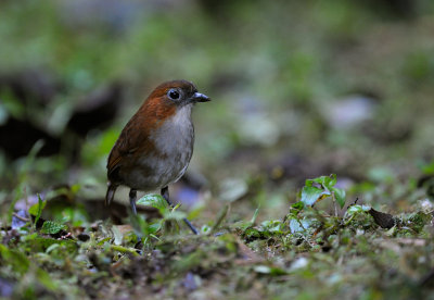 White-bellied antpitta