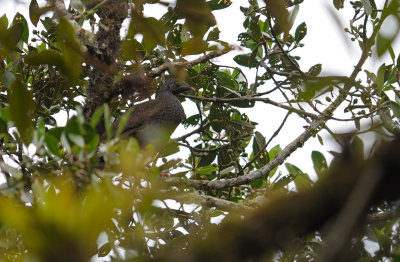 Andean Guan