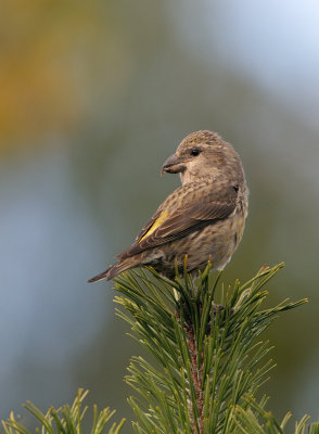 Mindre korsnbb - Common Crossbill