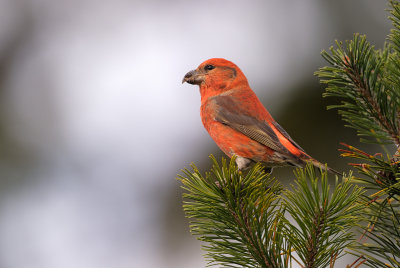 Mindre korsnbb - Common Crossbill