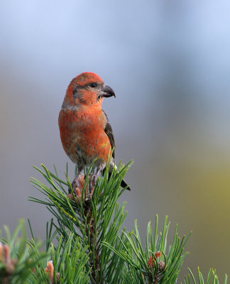 Mindre korsnäbb - Common Crossbill