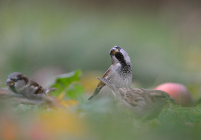 Grsparv - House Sparrow