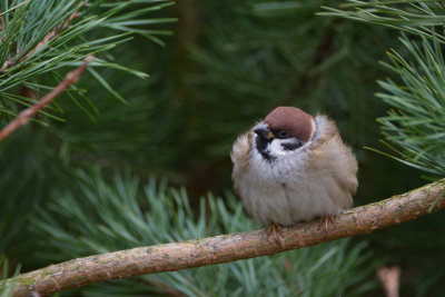 European Tree Sparrow - Pilfink