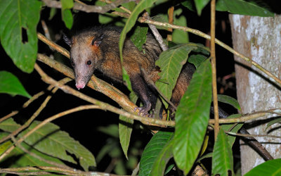 Water Opossum