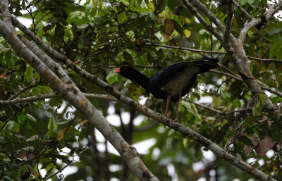 Salvins Curassow