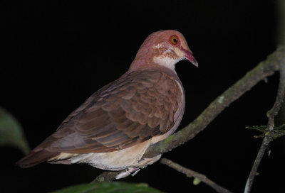 Ruddy Quail-dove