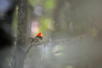 Wire-tailed Manakin