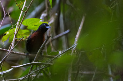 Black Bushbird, female
