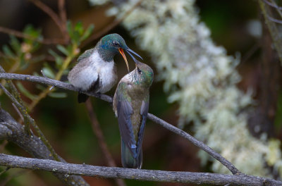 Ecuadorian Hillstar