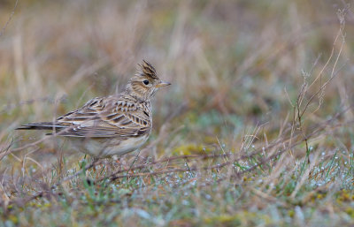 Snglrka (Alauda arvensis)