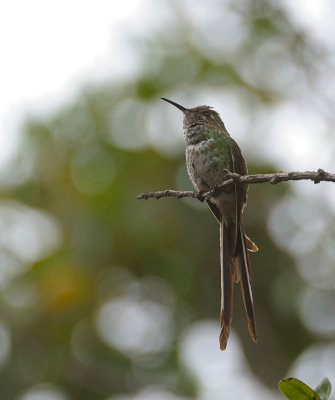 Black-tailed Trainbearer