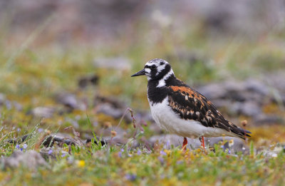 Ruddy Turnstone