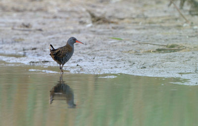 Vattenrall (Rallus aquaticus)