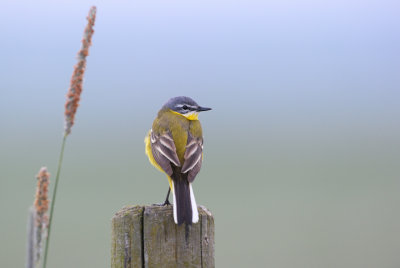 Gulrla - Yellow Wagtail (Motacilla flava flava)