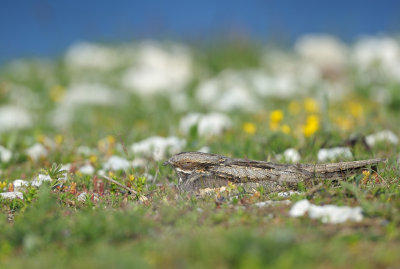 Nattskrra (Caprimulgus europaeus)