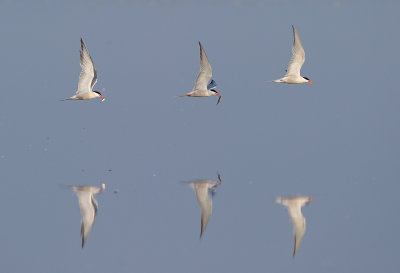 Fisktrnor - Common Terns