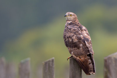 Bivrk - Honey Buzzard, adult