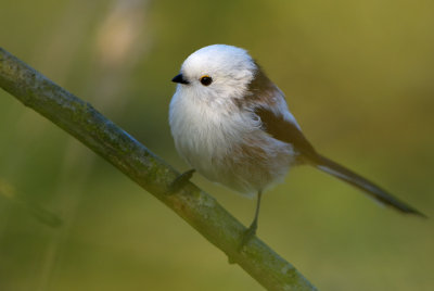Stjrtmes - Long-tailed Tit