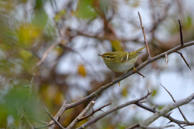 Taigasngare - Yellow-browed Warbler