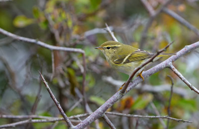 Taigasngare (Phylloscopus inornatus)