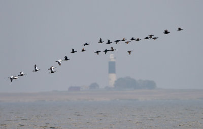 Ejder & Sjorre - Common Eider & Common Scooter